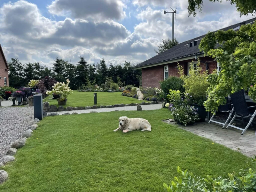 Havemøbler på plænen ved husets gavl med en golden retriever liggende i græsset.